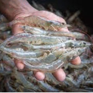 Black Tiger Shrimp (Wild-Caught)